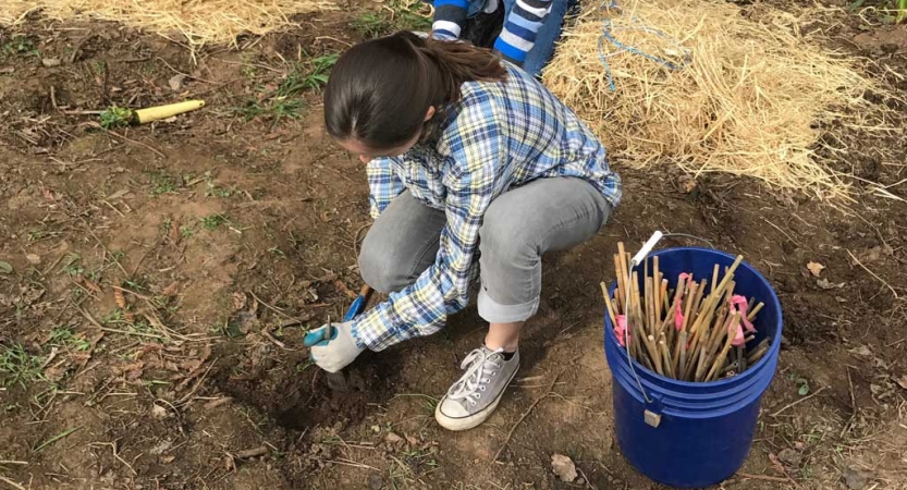 A person wearing gloves works in the dirt. There is a bucket of sticks nearby. 